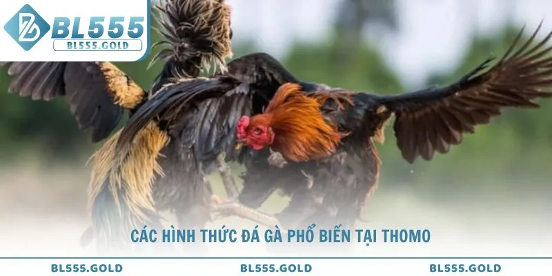 Tổng hợp các hình thức đá gà phổ biến tại Thomo đa dạng của BL555