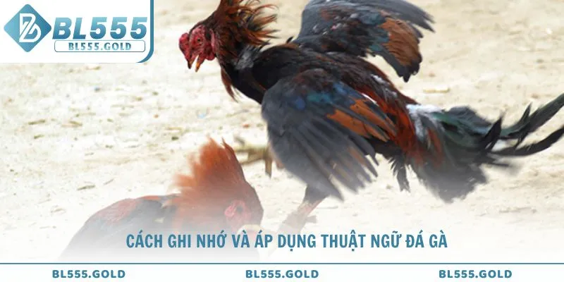 Tìm hiểu cách ghi nhớ và áp dụng thuật ngữ đá gà