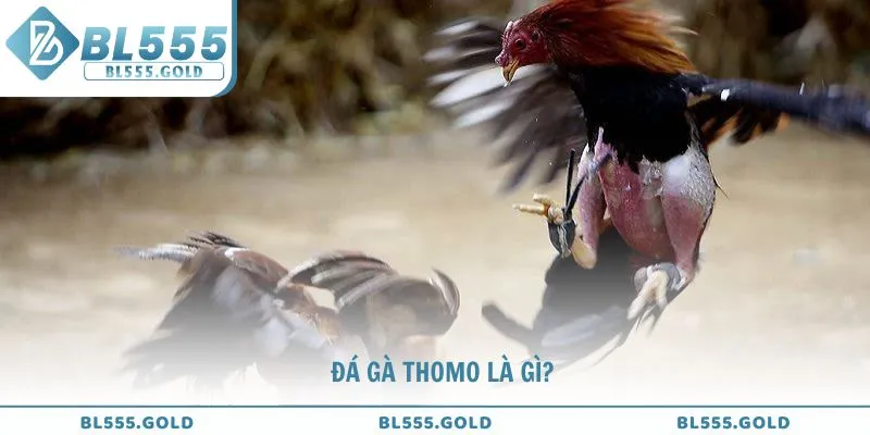Cùng BL555 khám phá về Đá gà Thomo là gì?
