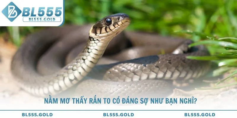 Lý giải nằm mơ thấy rắn to có đáng sợ như bạn nghĩ?