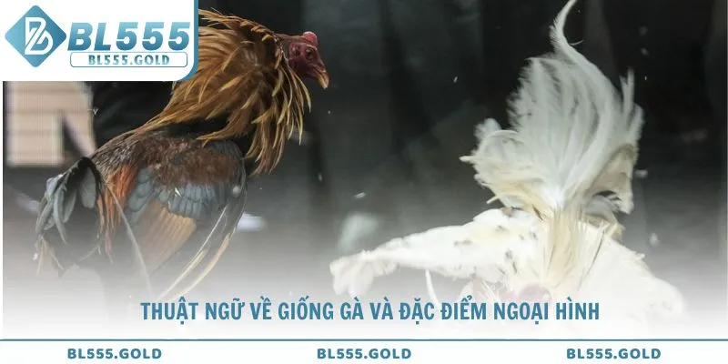 Tìm hiểu những thuật ngữ về giống gà và đặc điểm ngoại hình