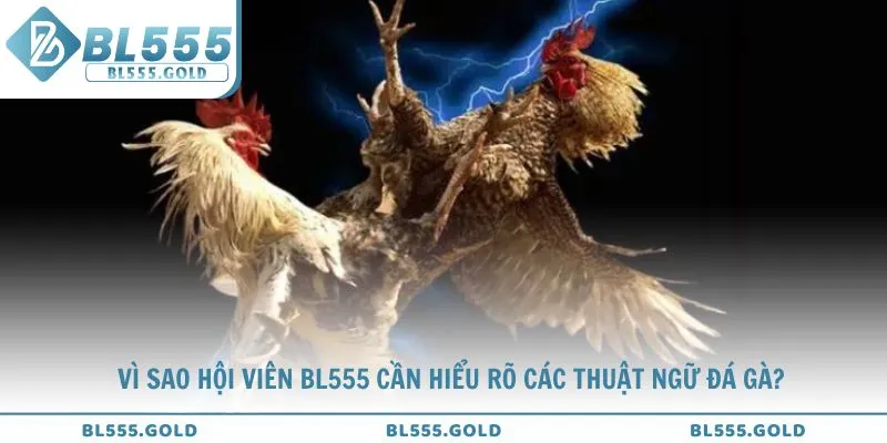 Lý do hội viên BL555 cần hiểu rõ các thuật ngữ đá gà