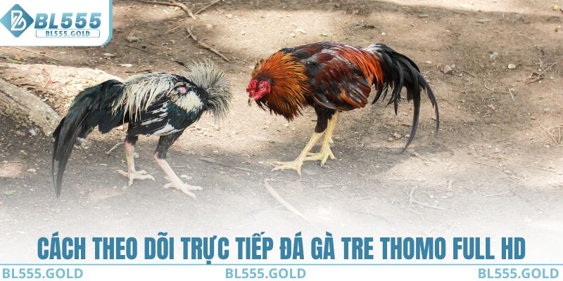 Cách theo dõi trực tiếp đá gà tre Thomo Full HD không lag