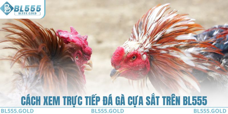 Cách xem trực tiếp đá gà cựa sắt trên BL555