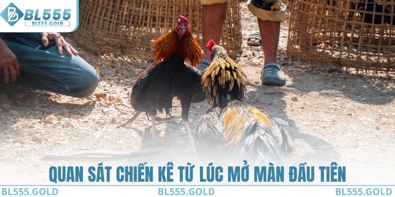 Quan sát chiến kê từ lúc mở màn đầu tiên