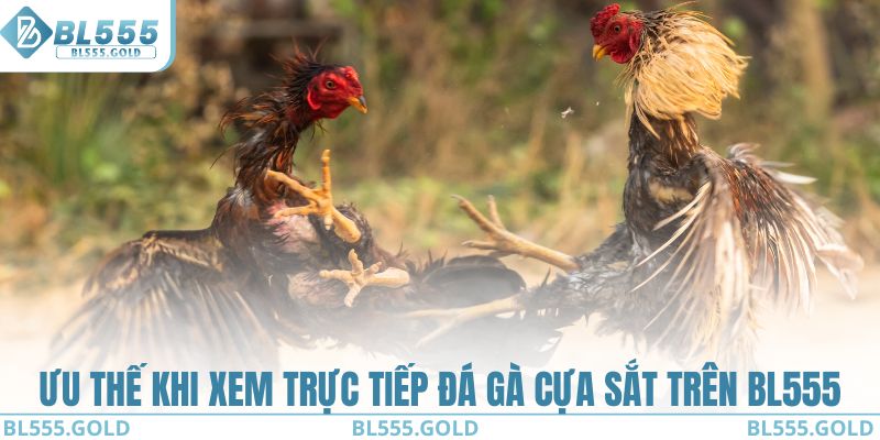 Ưu thế khi xem trực tiếp đá gà cựa sắt trên BL555